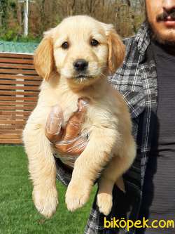 GOLDEN RETRIEVER YAVRULARI 1