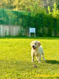 GOLDEN RETRIEVER YAVRULARI 2