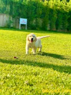 GOLDEN RETRIEVER YAVRULARI 4