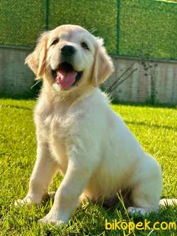 GOLDEN RETRIEVER YAVRULARI 1