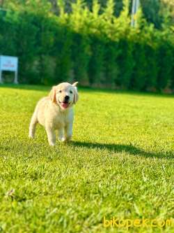 SAFKAN GOLDEN RETRIEVER YAVRULARI 4