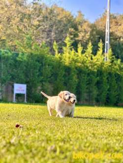 GOLDEN RETRIEVER YAVRULARI 2