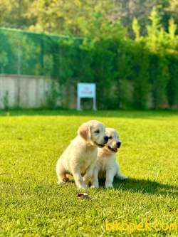 GOLDEN RETRIEVER YAVRULARI 4