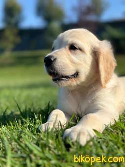 SAFKAN GOLDEN RETRIEVER YAVRULARI 2