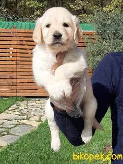 GOLDEN RETRİEVER YAVRULARI A KALITE 4