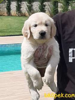 Güvenilir Adresten Golden Retri̇ever Yavruları Istanbul 3
