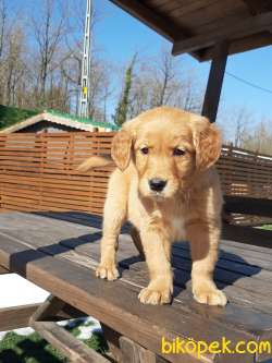 GOLDEN RETRIEVER YAVRULARI İSTANBUL 2