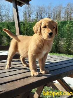 GOLDEN RETRIEVER YAVRULARI İSTANBUL 1