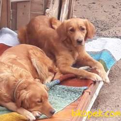 GOLDEN RETRIEVER YAVRULARI İSTANBUL 5
