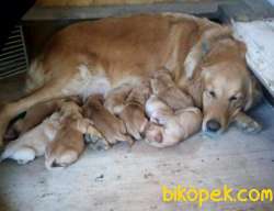 GOLDEN RETRIEVER YAVRULARI İSTANBUL 4