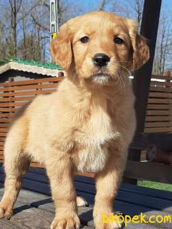 GOLDEN RETRIEVER YAVRULARI İSTANBUL 3