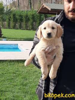 GOLDEN RETRIEVER YAVRULARI İSTANBUL 2