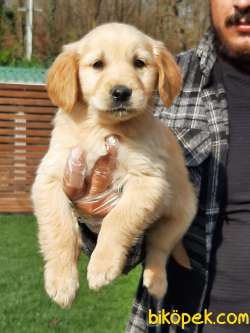 GOLDEN RETRIEVER YAVRULARI İSTANBUL 3