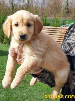 GOLDEN RETRIEVER YAVRULARI İSTANBUL 5