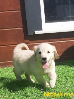 GOLDEN RETRIEVER YAVRULARI Kalıte Burda 3