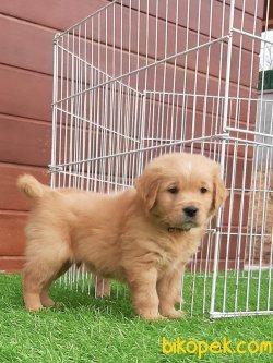 Satılık GOLDEN RETRIEVER YAVRULARI 5
