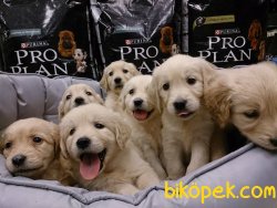 GOLDEN RETRIEVER YAVRULARI Kalıte Burda 1