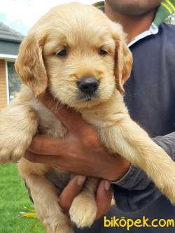 GOLDEN RETRIEVER YAVRULARI Kalıte Burda 4