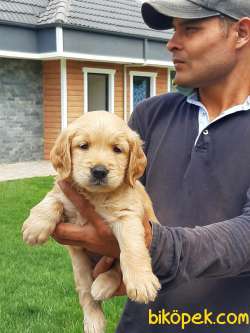 GOLDEN RETRIEVER YAVRULARI Kalıte Burda 1