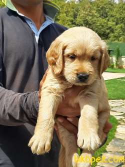 GOLDEN RETRIEVER YAVRULARI Kalıte Burda 2