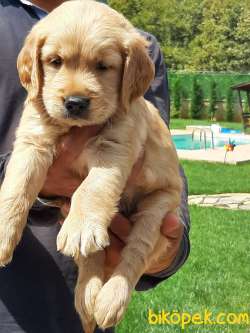 GOLDEN RETRIEVER YAVRULARI Kalıte Burda 5