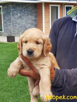 GOLDEN RETRIEVER YAVRULARI Kalıte Burda 3