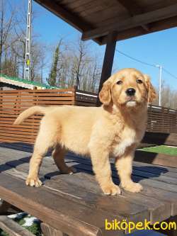 GOLDEN RETRIEVER YAVRULARI Kalıte Burda 1