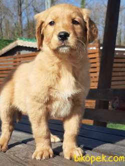 GOLDEN RETRIEVER YAVRULARI Kalıte Burda 3