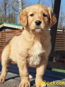 GOLDEN RETRIEVER YAVRULARI Kalıte Burda 4