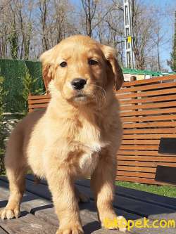 GOLDEN RETRIEVER YAVRULARI Kalıte Burda 5