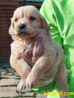 GOLDEN RETRIEVER YAVRULARI Kalıte Burda 2