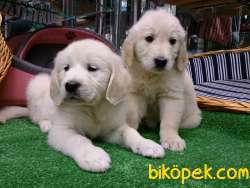 SAFKAN GOLDEN RETRIEVER YAVRULARI Kalıte Burda 5
