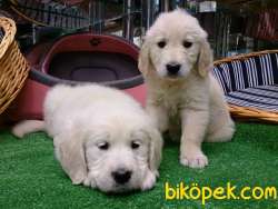 SAFKAN GOLDEN RETRIEVER YAVRULARI Kalıte Burda 2