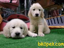 SAFKAN GOLDEN RETRIEVER YAVRULARI Kalıte Burda 3