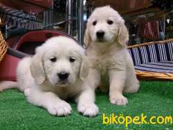 SAFKAN GOLDEN RETRIEVER YAVRULARI Kalıte Burda 1