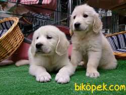 SAFKAN GOLDEN RETRIEVER YAVRULARI Kalıte Burda 4