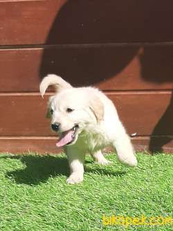 GOLDEN RETRIEVER YAVRULARI Kalıte Burda 5