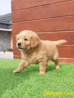 GOLDEN RETRIEVER YAVRULARI Kalıte Burda 3