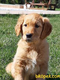 GOLDEN RETRIEVER YAVRULARI Kalıte Burda 5