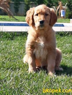 GOLDEN RETRIEVER YAVRULARI Kalıte Burda 4