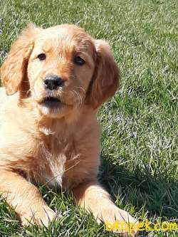GOLDEN RETRIEVER YAVRULARI Kalıte Burda 2