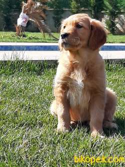 GOLDEN RETRIEVER YAVRULARI Kalıte Burda 3