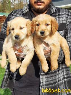GOLDEN RETRIEVER YAVRULARI Kalıte Burda 2