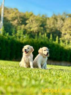 BABY FACE GOLDEN RETRIEVER YAVRULARI Kalıte Burda 3