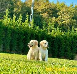 BABY FACE GOLDEN RETRIEVER YAVRULARI Kalıte Burda 2