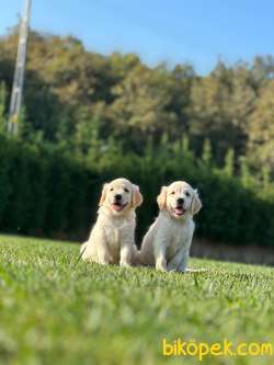 BABY FACE GOLDEN RETRIEVER YAVRULARI Kalıte Burda