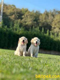 BABY FACE GOLDEN RETRIEVER YAVRULARI Kalıte Burda 4