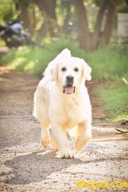 GOLDEN RETRIEVER YAVRULARI Kalıteli 1