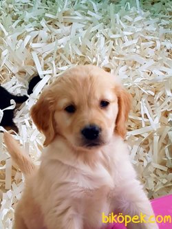 Sevimli GOLDEN RETRIEVER YAVRULARI Kalıteli 2