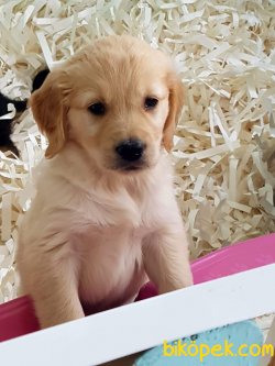 Sevimli GOLDEN RETRIEVER YAVRULARI Kalıteli 3